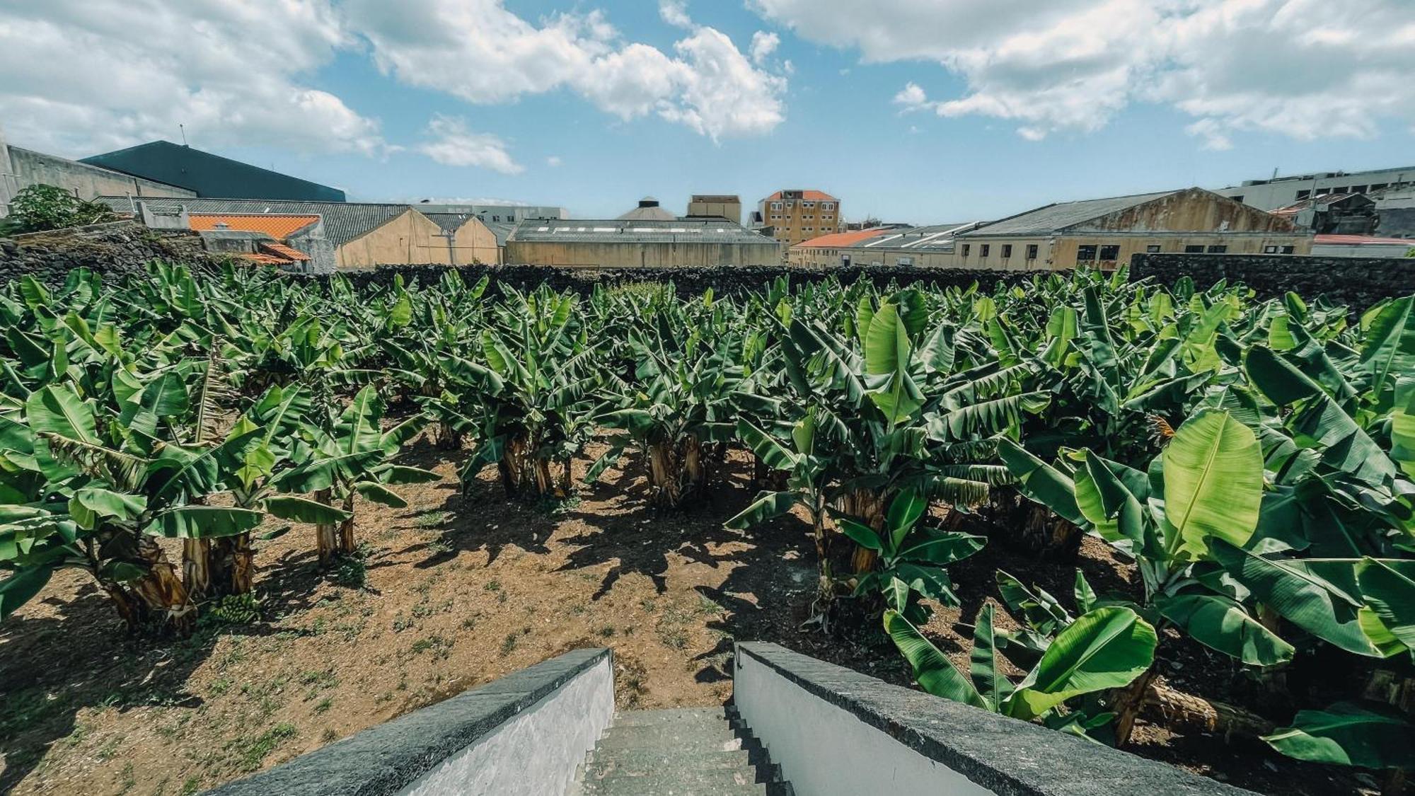 The Farm - Azores Boutique House Ponta Delgada 외부 사진